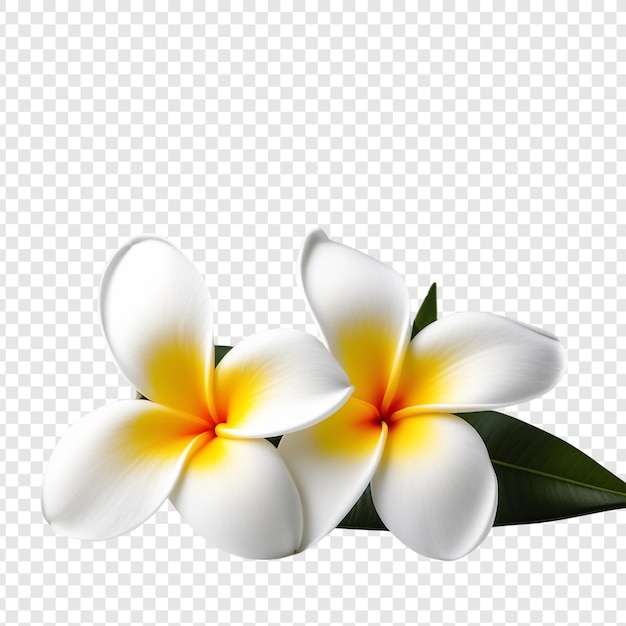 PSD frangipani o plumeria flor png aislado en fondo transparente psd premium