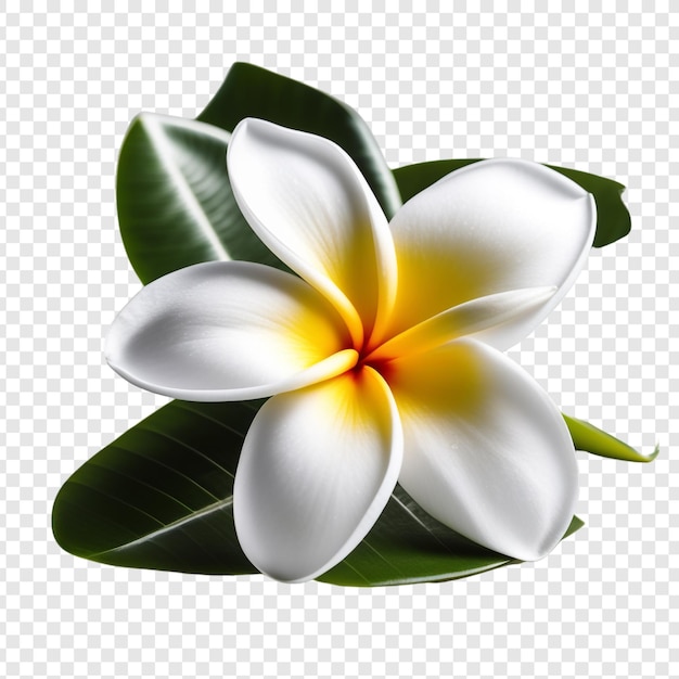 PSD frangipani o plumeria flor png aislado en fondo transparente psd premium