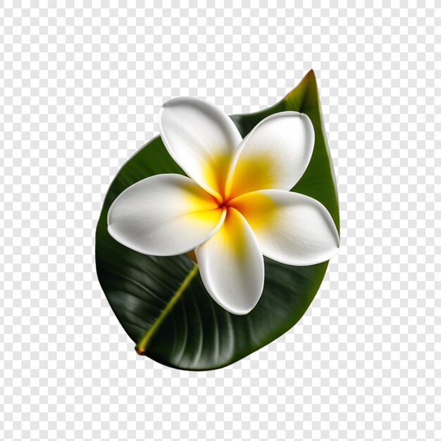 PSD frangipani o plumeria flor png aislado en fondo transparente psd premium