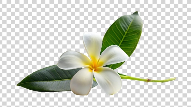 PSD frangipani- oder plumeria-blumen auf durchsichtigem hintergrund