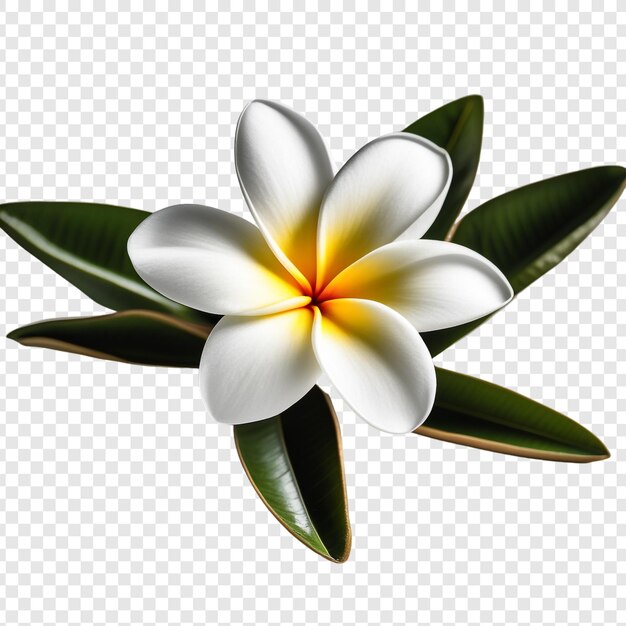 PSD frangipani ou plumeria flor png isolado em fundo transparente psd premium