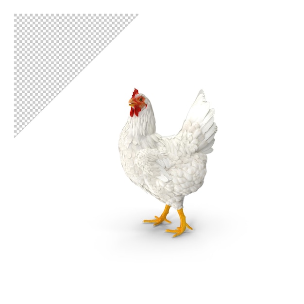 PSD frango png