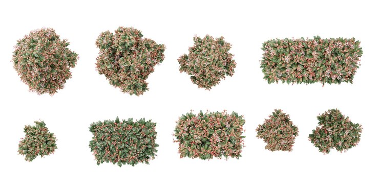 PSD fraser photinia árvores isoladas em fundo branco vista superior isolada