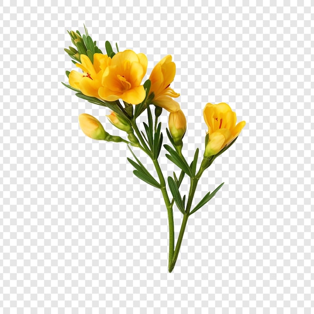 Freesia Blume png isoliert auf durchsichtigem Hintergrund