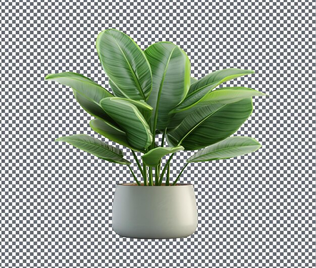 PSD fresca e bela planta de crassula isolada em fundo transparente