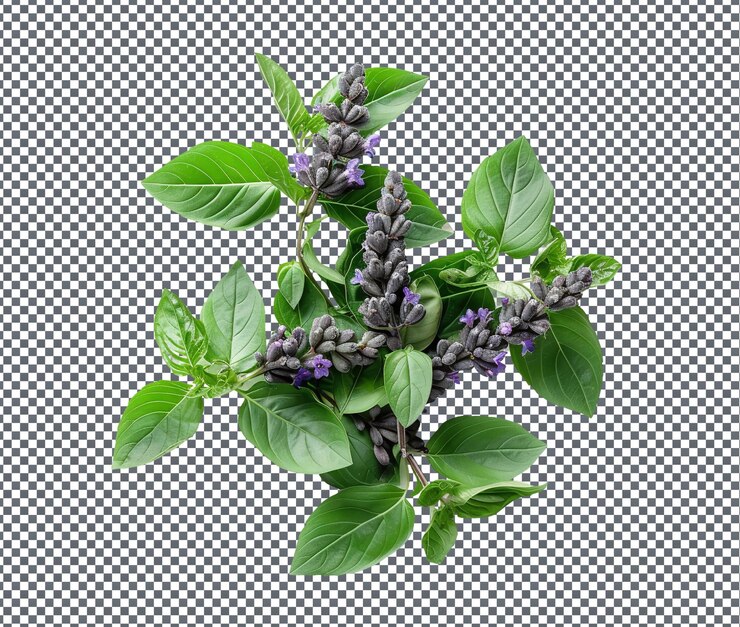 PSD fresh and beautiful blueberry basil boost isolado em fundo transparente