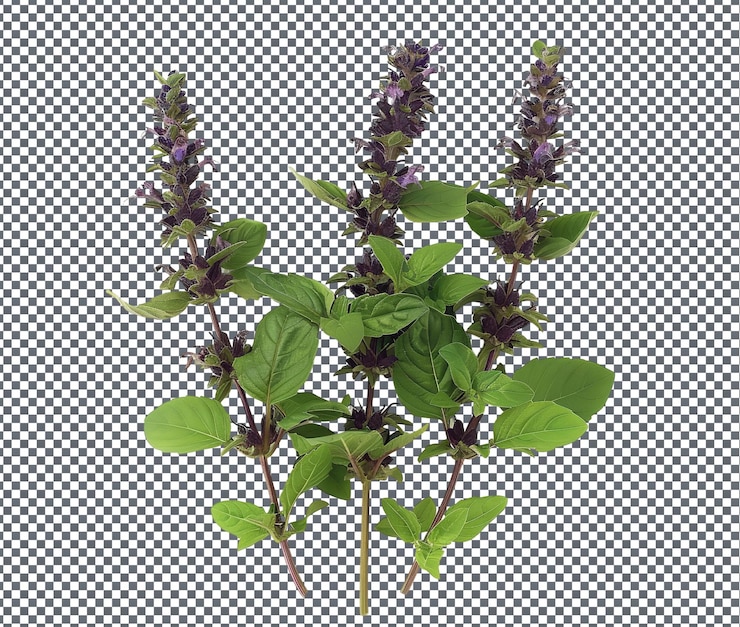 PSD fresh and beautiful blueberry basil boost isolado em fundo transparente