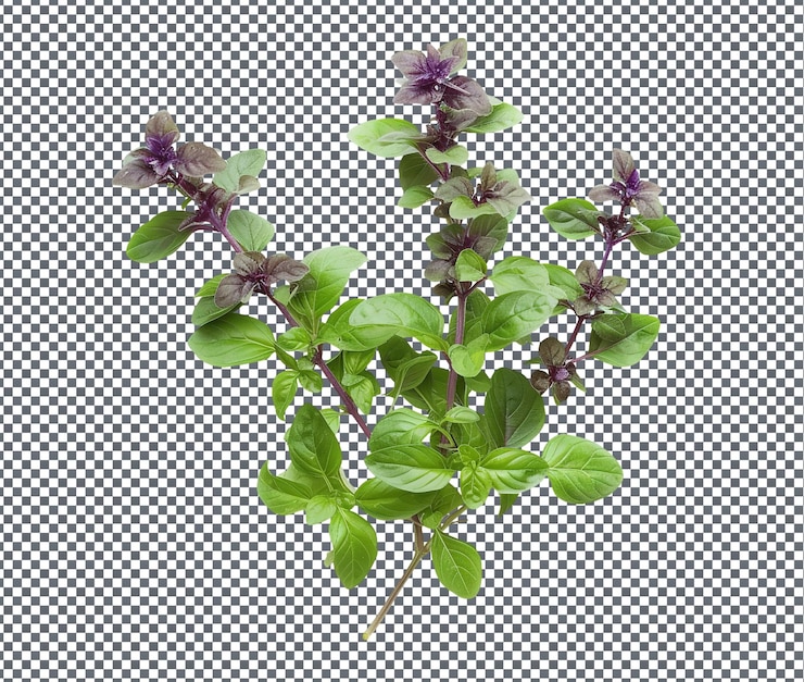 PSD fresh and beautiful blueberry basil boost isolado em fundo transparente