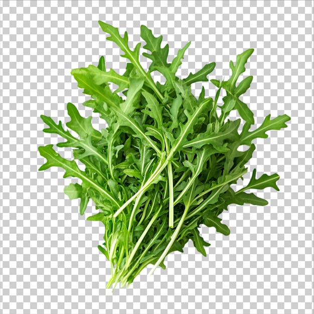 Fresh Arugula Bundle