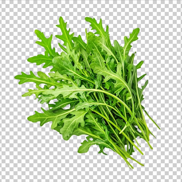Fresh Arugula Leaves