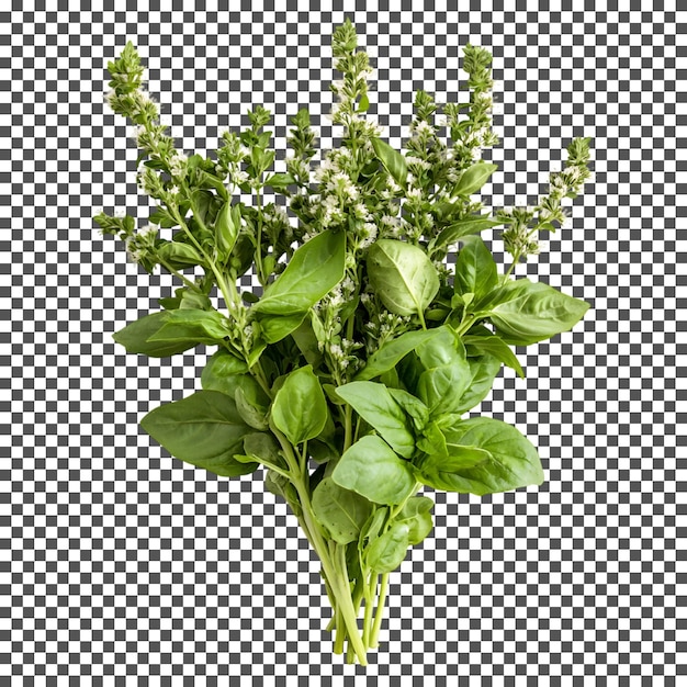 Fresh Basil Aromatic Herbs and Culinary Delights