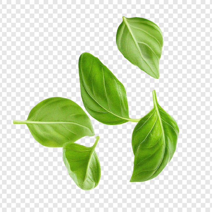 Fresh basil leaves isolated on transparent background