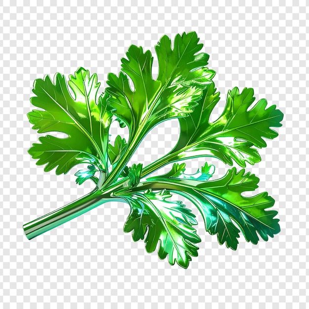Fresh coriander leaves isolated graphic design