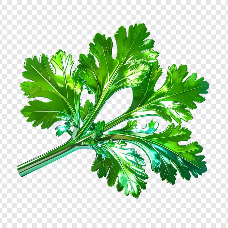 PSD fresh coriander leaves isolated graphic design
