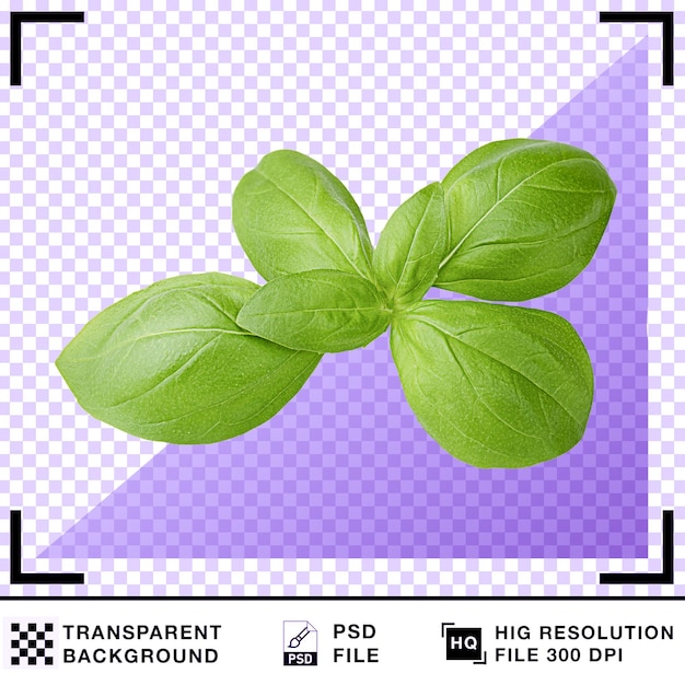 Fresh green basil leaves on transparent background