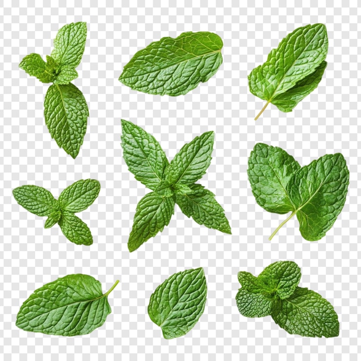 PSD fresh green mint leaves collection isolated on white background perfect for tea mojito and other recipes