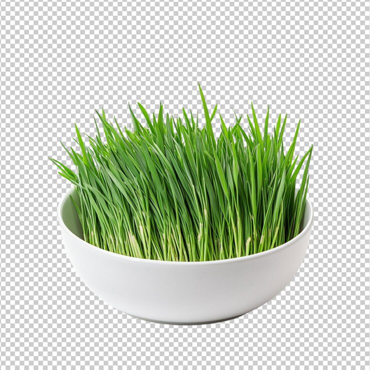 PSD fresh green wheatgrass in white bowl alimento sano dieta eco foglia erba pianta di fattoria immagine succosa primavera