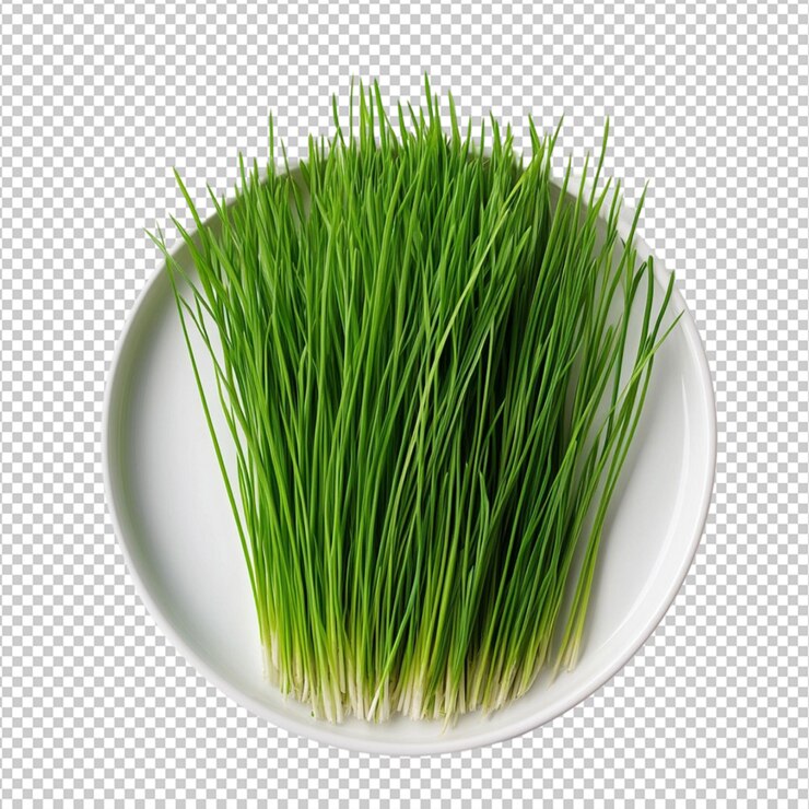 PSD fresh green wheatgrass on white plate alimentazione sana dieta erba foglia colpo succo di pianta bevanda immagine pulita