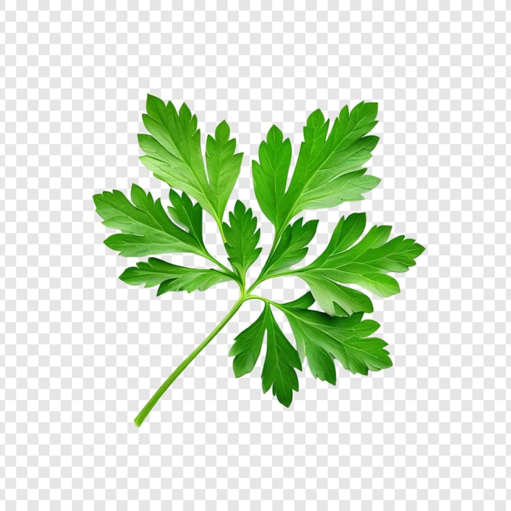 PSD fresh parsley sprig culinary herb green leaves aromatic flavor