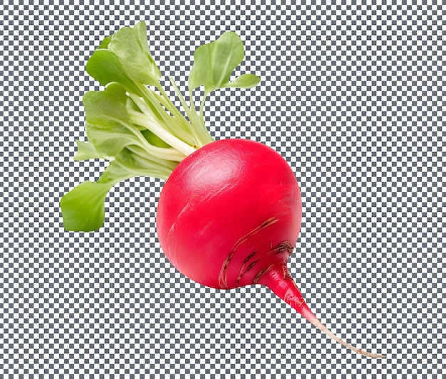 Fresh radish isolated on a transparent background
