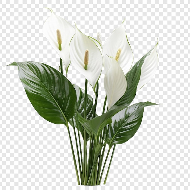 Friedenslilie Spathiphyllum Wallisii Blume png isoliert auf transparentem Hintergrund