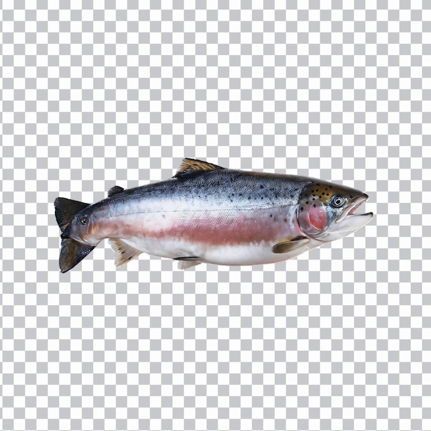 frisch gefangener Lachs auf isolierter, durchsichtigem Hintergrund