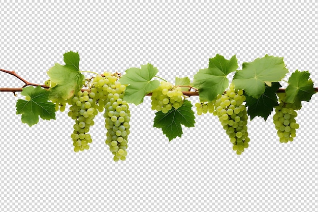 Frische bio-weinreben auf transparentem hintergrund reben mit trauben png