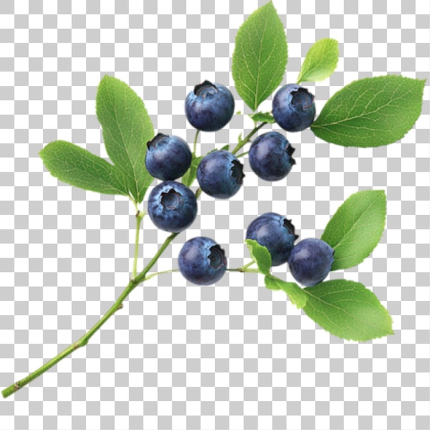 Frische Blaubeeren auf dem Zweig
