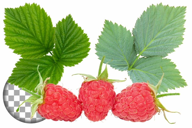 Frische reife Himbeere mit grünen Blättern auf durchsichtigem Hintergrund