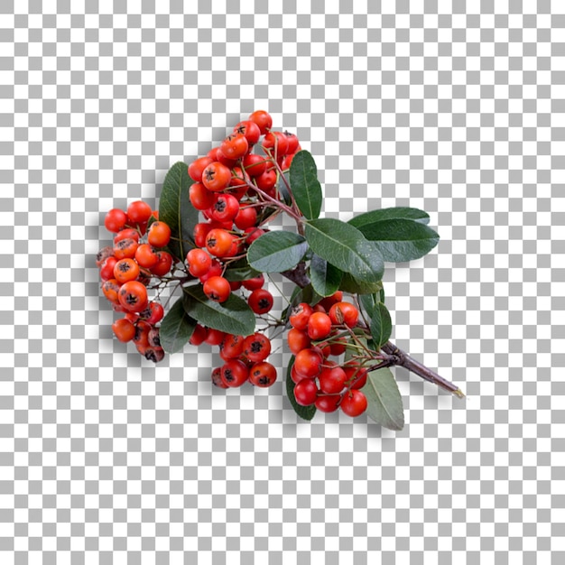 Frische rote Beerendekoration für Ihr Projektschmuckdesign