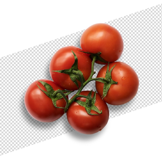 Frische rote Tomaten auf der Rebe