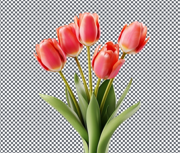 Frische Tulpen, isoliert auf durchsichtigem Hintergrund