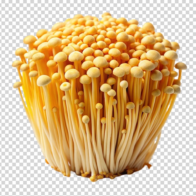 Frischer goldener Enoki-Pilz Isolierter weißer Hintergrund