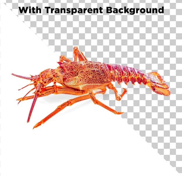 Frischer roter Hummer