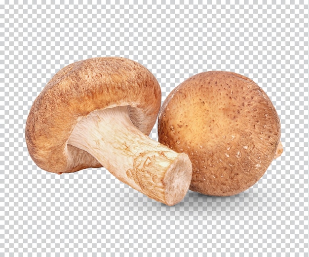 PSD frischer shiitake-pilz isoliert premium psd