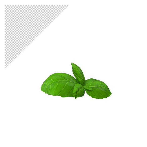 Frisches Basilikumblatt PNG