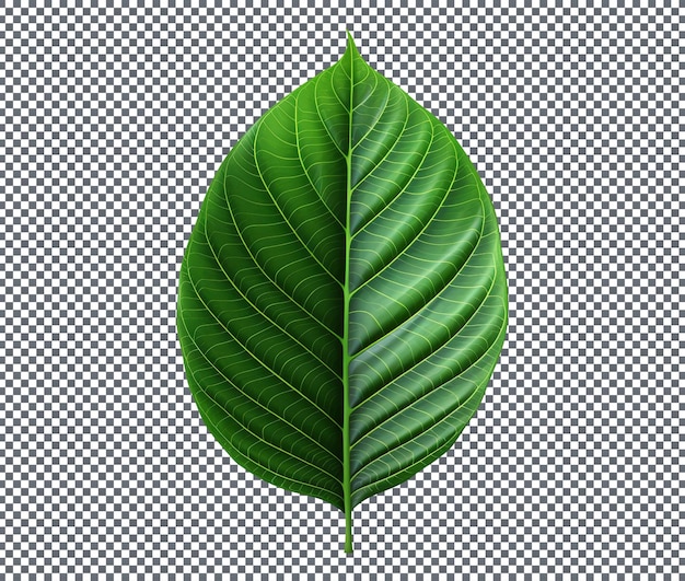 Frisches Crotonblatt isoliert auf durchsichtigem Hintergrund