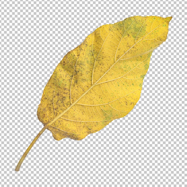 Frisches gelbes Ficus hispida-Blatt isoliertes Rendering