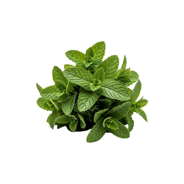 Frisches Minzkräuterbündel