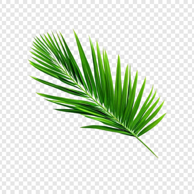 Fronda de palma verde vibrante Hojas tropicales aisladas Naturaleza Botánica Plantas exóticas Vegetación de verano