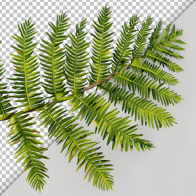 PSD fronde d'hemlock avec un détail d'arrière-plan transparent