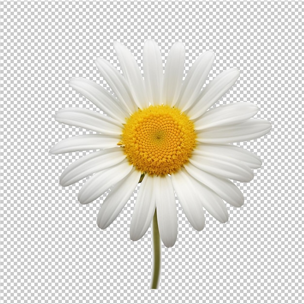 Frühlings- und Sommerblumen-Modellwerbung
