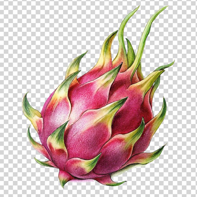 PSD fruit de dragon isolé sur un fond transparent