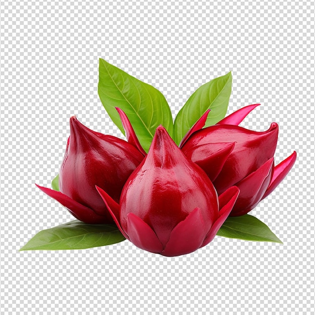 PSD fruit de roselle frais isolé sur un fond transparent png