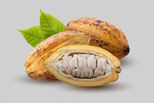 Fruits de cacao frais isolés sur fond alpha