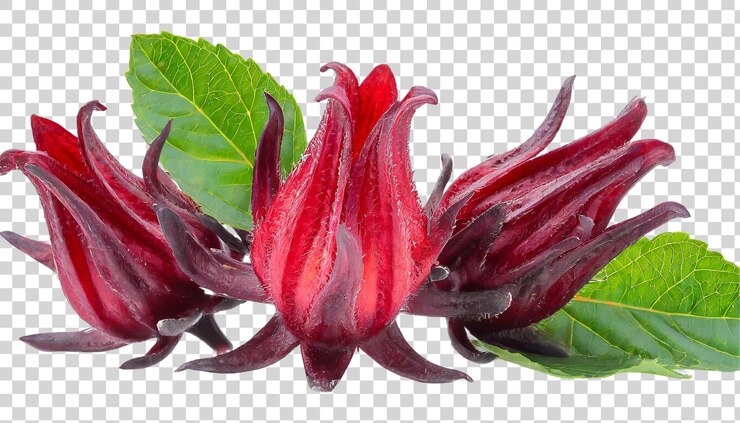 Fruits d'hibiscus sabdariffa ou de roselle isolés sur fond transparent