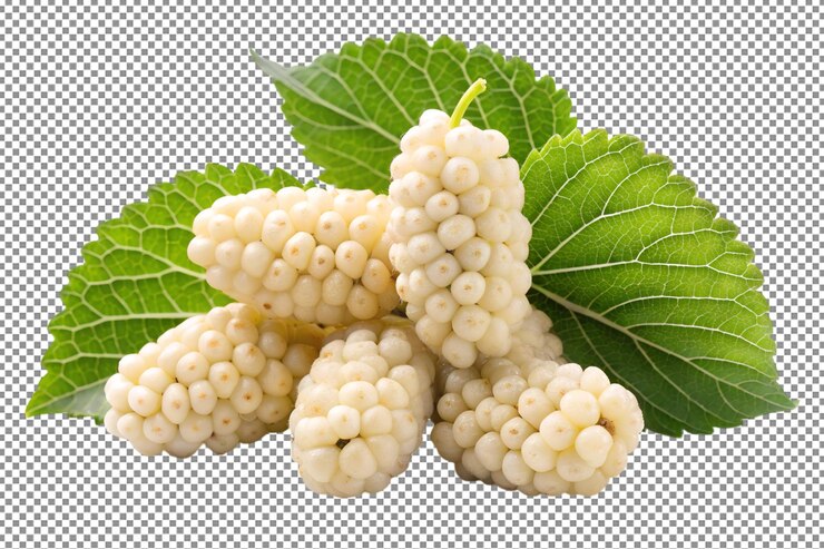 PSD fruta fresca de morera blanca con una rica historia y beneficios