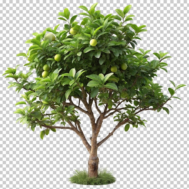 PSD fruta de guayaba de un árbol