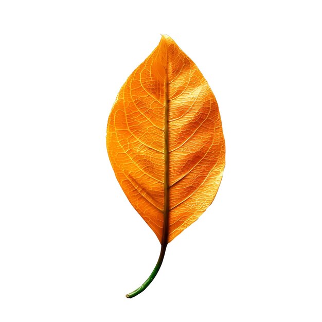 fruta laranja isolada em alta resolução de fundo branco