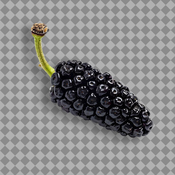 PSD fruta de morera con pequeña forma alargada y color negro su fruta aislada en un fondo limpio